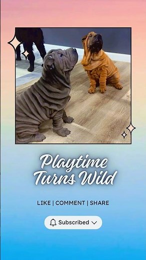 Shar Pei Puppies “Fighting” in Slow Motion 🐾 | The Most Dangerous Animal 😂 #Shorts