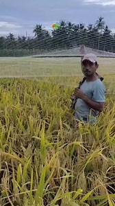 517K views · 5.9K reactions |  Beginilah cara petani menanam padi dengan sistem jajar legowo 2:1. Dengan metode ini, tanaman padi mendapat cahaya lebih banyak, tumbuh lebih sehat, dan hasil panen bisa meningkat.  Mari terus dukung petani Indonesia agar semakin maju dan sejahtera.  --- Hashtag: #JajarLegowo #PetaniIndonesia #NataniFarming #TanamPadi #Sawah #PetaniMaju #PertanianModern #PanenMelimpah #Jarwo21 | Natani Farming | Facebook