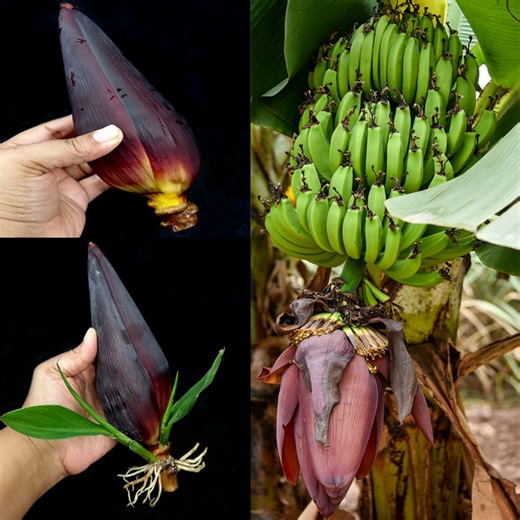 How to Grow Banana Tree from Cutting Banana Flower In A Onion & Aloe Vera | Tamanna Garden