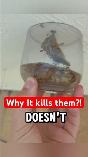 How to Get Rid of a Wasp Nest in Seconds!