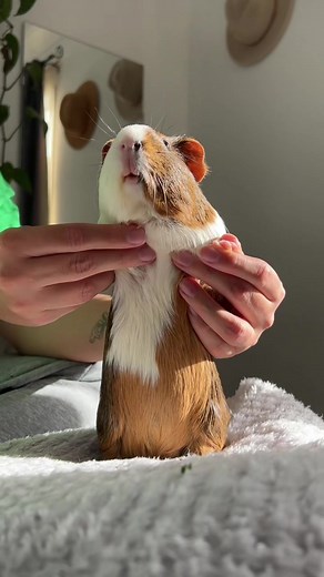 Classic Guinea Pig Dance with Mac the Piggyy