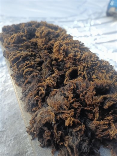 Blue Texel Raw Wool for Spinning / Weaving 3.3 Kg - Etsy UK