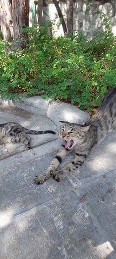 Relaxing Day in the Park with My Cute Cats 🐾🌞 | Black Tabby & Rainbow Tabby