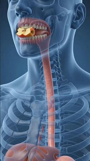 Human Digestive System Animation in 3D | Complete Digestion Process Explained | Anatomy #shorts