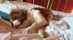 NO NO NO - THIS IS NOT A CUTE FUR BABY! IT'S SUPERDOG - THE MOST DANGEROUS A L I E N HUNTER AND ZOMBIE SLASHER OF THE UNIVERSE! 󾭚⚡️󾆰󾓵󾟭󾍁 | Superdog & Batdog