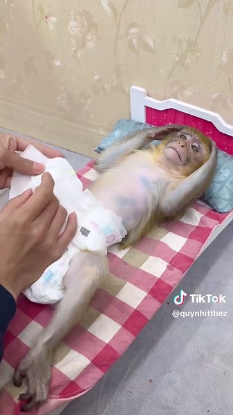 ChuChu Monkey Faces Clumsy Boss Disaster