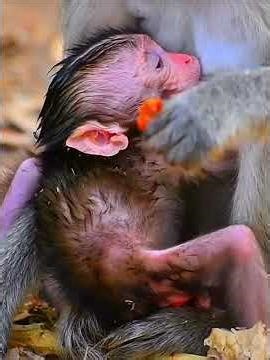 Super cute lovely baby monkey moments #wildlifeentertainment #babymonkeys #entertaininganimals
