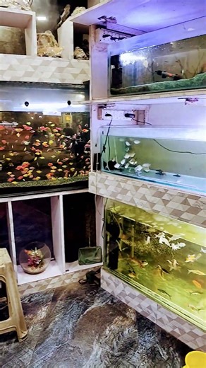 #bollywood #funny #memes #jailer #dhurandharmovie #akshaykhanna #dhurandhar #viral