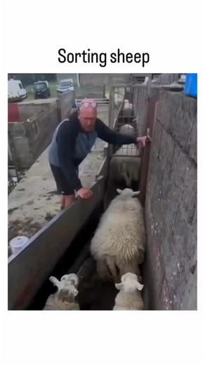 counter strike/gambling/sports on Instagram: "- The video captures a farmer sorting sheep using a narrow chute, a common practice in sheep farming to manage and direct animals efficiently, often seen in regions like the UK where sheep farming is prevalent. - The humorous element arises from the farmer missing one sheep, which cleverly aligns " by The Monkees, playing in the background, adding a layer of unexpected entertainment to the otherwise routine agricultural task. - This scene reflects br