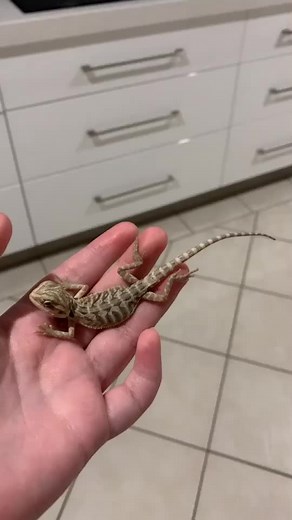 Yuki's Transformation: Bearded Dragon Growth Timelapse
