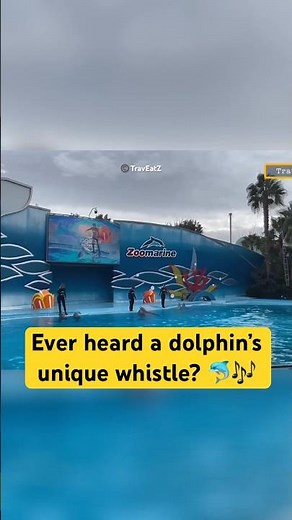 Dolphin Whistle You’ve Never Heard Before! 🐬 | Zoomarine Portugal 🇵🇹
