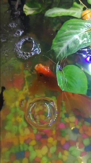 Mere Aquarium Ke Sabhi Fish Super Active Hai 😱