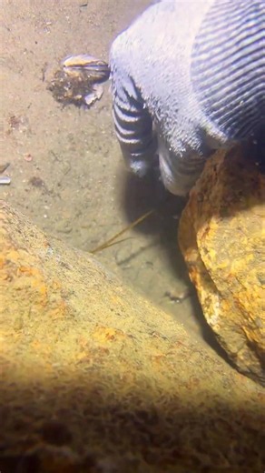 Peaceful beachcombing after low tide#tidepooling #seacreatures | Beachcombing
