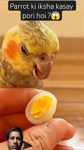 Cute Parrot 🦜🦜Become Mother 🦜#parrot #cutebirds #shorts #ytshorts #viralshorts,