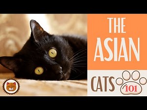 🐱 Cats 101 🐱 ASIAN CAT - Top Cat Facts about the ASIAN #KittensCorner