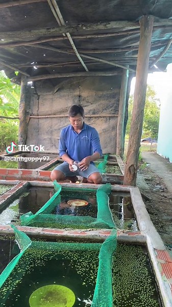 Cá Molly Sánh Sản: Hướng Dẫn Nuôi và Chăm Sóc