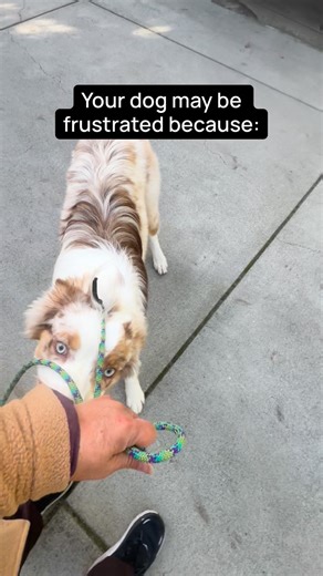 The Noble Dog Trainer on Instagram: "Is your dog/puppy showing behaviors of frustration and you know they have the potential to be sensational? Sometimes it really can be some not very difficult tweaks. Make sure your dog is getting structured down time, no not oh they sleep when they’re tired or they’ll go in the crate only with the door open. No. You putting them in the crate to learn to self soothe or tethering. Dogs learning to be bored & get enough sleep are able to regulate, learn and deve