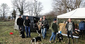 Loire. Champdieu : 17 chiens border collie ont été confirmés