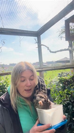 Meet Parker the Pardine Genet and Keeper Morgan to learn more about the species and World Civet Day! 🐾 #worldcivetday #genet #cute #conservation | All Things Wild