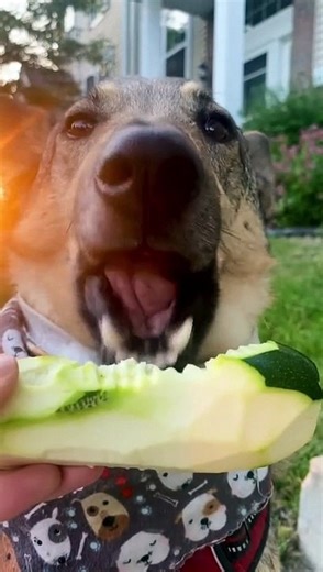 Dog Munches on Zucchini