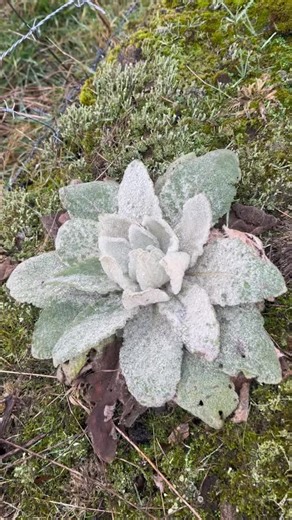 🌿Message du Bouillon blanc : “Mets de la douceur dans ton quotidien, aussi aride qu’il puisse te paraître, c’est toi qui décide du regard que tu lui portes. Chaque jour est une nouvelle manière d’explorer le monde qui t’entoure.” Le Bouillon blanc t’aide à prendre soin de toi si tu tousses, si tu as des maux de gorge ou une bronchite. Utilise ses fleurs en infusion quand elles seront arrivées, filtre bien ta tisane. On peut consommer jusque 3 tasses/jour. Pas de contre-indications. Gratitude po