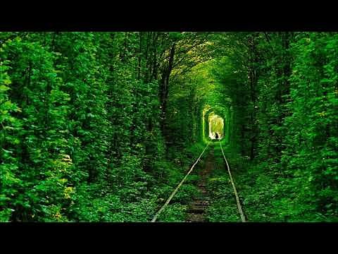 Walk In The Forest Ringtone | Free Ringtones Download