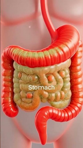How Your Digestive System Breaks Down Food | 3D Animation Explained.