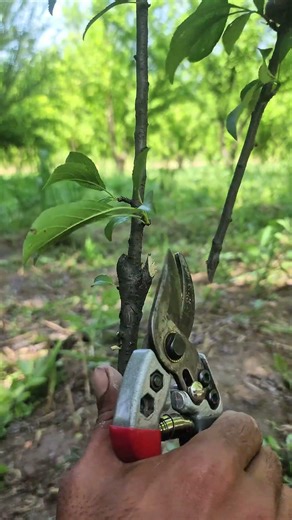 Easy Plum Tree Pruning for Beginners 🍑 | 1-Year Tree Care Tips 🌿#PlumTreeCare #PruningForBeginners