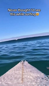 POV: you’re surfing in the ocean alongside dolphins in SoCal.. 🌊 It’s 75° and it’s only December.. 🥹🐬🎄✨ | 📍 La Jolla Shores #sandiego #sandiegohiddengems #thingstodoinsandiego #surfing #surflife #lajollashores #lajollacove #california #visitcalifornia #californiaadventures #hiddengem #hidden #dolphins #sunset #sunsetlovers #ocean #views #roadtrips #seacave #cave #christmas #bucketlist #sandiegolife #winteractivities #holidayactivities #sandiegoblogger #socaladventures #socallife #socal #la 
