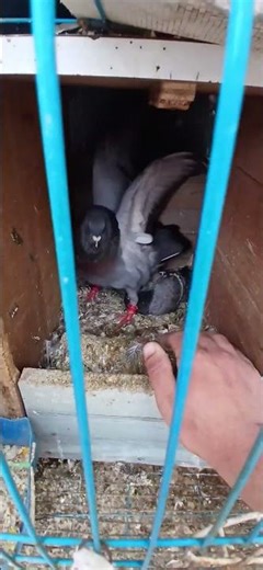 A single mother believes her father is cheating on her now. 🥲