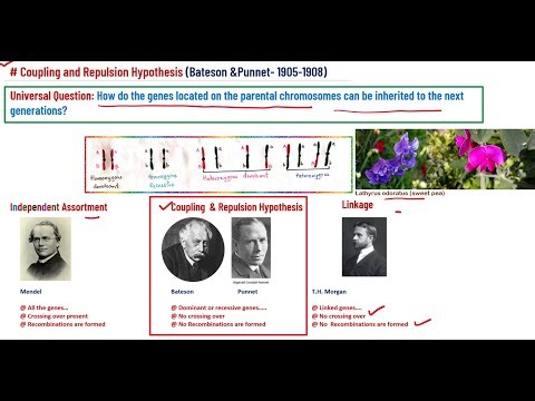 #Coupling and Repulsion Hypothesis - Bateson & Punnet / Genetics / learn with 2 easy principles/