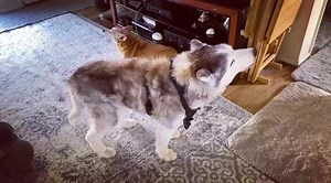 My co-workers are so loud today! Where’s HR when you need them! 😆 ❤️...Julie Tristan, Middays 10am-2pm on Y98. Listen live on the radio.com app or at Y98.com | Y98 St. Louis