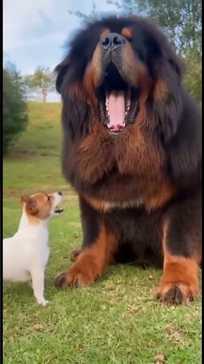 😂 Funny Dog Battle Small dog barking at big dog funny moments