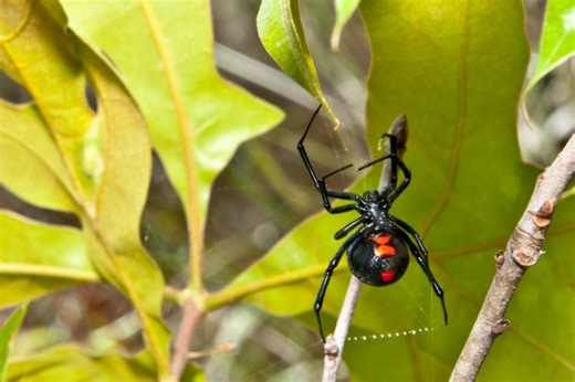 Venomous spiders in Illinois: how to identify them, where to find them