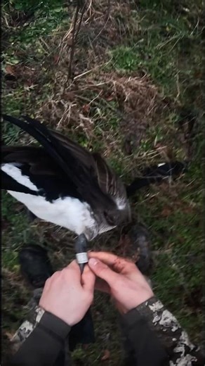 I shot a banded goose!! #goosehunt #goosehunting #waterfowlhunting #hunting #shorts