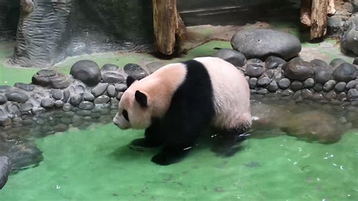 This dance move is absolutely mesmerizing! I declare you the dancing king of bathhouse. #HiPanda #ChengduPandaBase For more panda information, please check out: https://en.ipanda.com | iPanda