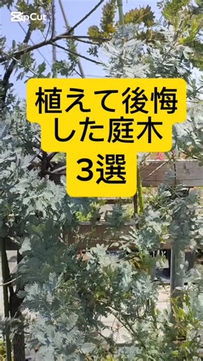 ヤナギ園芸本店 植木&果樹 on Instagram: "植える場合を考えればとっても良い庭木です☺️ #ヤナギ園芸本店#シンボルツリー#岐阜園芸店#庭木#庭木のある暮らし#庭づくり#中庭#坪庭#庭#新築#庭デザイン#洋風庭#植木#ガーデニング#ガーデニング初心者#花好き#園芸#花のある暮し#植栽#園芸初心者#花#造園#ミモザアカシア#ユーカリ#ポポラス#シマトネリコ"