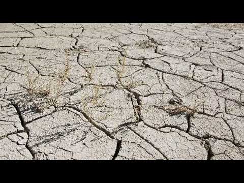 Stock Video - Panning over dry mud cracks during drought in 2021