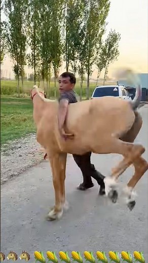 🇺🇸 How Is a Wild Horse Trained?