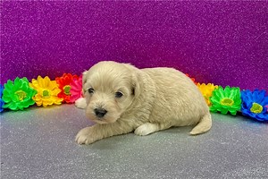 Parker - Havapoo Puppy E26795