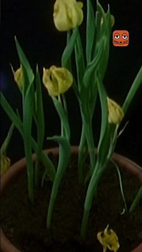 Frühlingsgefühle in 45 Sekunden | Die Maus | WDR