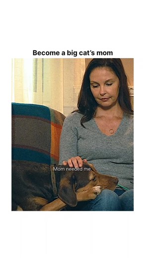 ClipCulture on Instagram: "🎬 A Dog’s Way Home (2019) Genre: Family, Adventure, Drama Runtime: 1h 36m Rating: ⭐ 6.7/10 (IMDb) Overview: A Dog’s Way Home follows Bella, a loyal dog who gets separated from her owner, Lucas, and embarks on an incredible 400-mile journey to find her way back home. Along the way, Bella meets strangers, survives harsh challenges, and proves that love knows no distance 🐕❤️ Why It’s Loved: • A heartwarming story of loyalty and courage • Told from the dog’s emotional pe