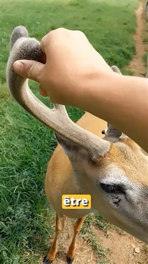 The Most Incredible Survival Strategy! #animals #deer #antlers