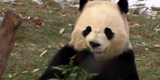Giant pandas make their debut at the National Zoo