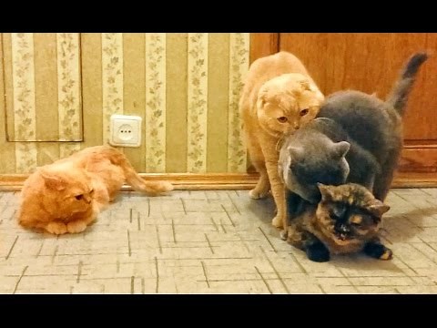 Impudent young cat. Cats mating