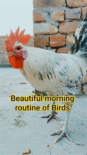 Capturing the Most Beautiful Morning Routine Of my Birds | Aseel Birds | Rosster | Birds