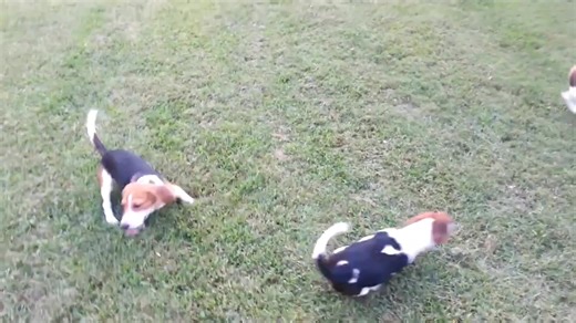 Pups are ready for the training pen #beaglepuppies | Catron's Kennel