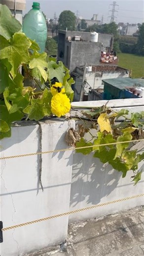 Black Carpenter Bee on Yellow Torai Flower 🌼🐝 | Nature’s Little Engineer