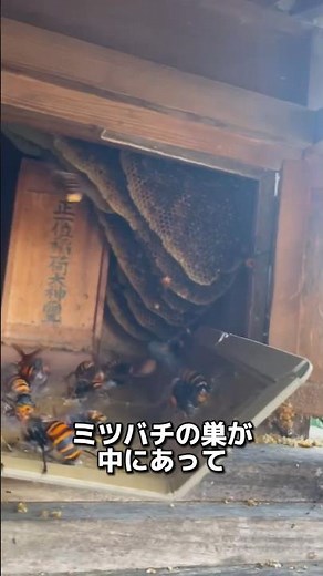 ミツバチの巣を襲う、オオスズメバチ#横浜の害虫駆除屋さん #スズメバチ #ミツバチ #アシナガバチ #駆除 #祠 #危険
