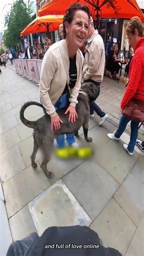 Shadow The Giant Dog Everyone Feared... Until One Gentle Touch Melted Their Hearts